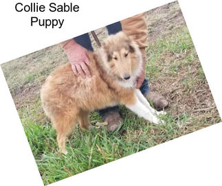 Collie Sable Puppy