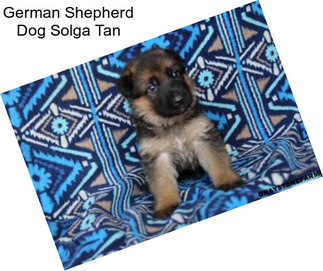 German Shepherd Dog Solga Tan