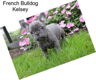 French Bulldog Kelsey