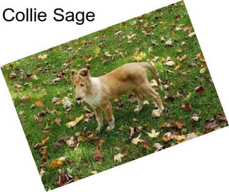 Collie Sage