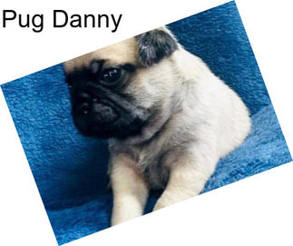 Pug Danny