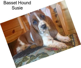 Basset Hound Susie