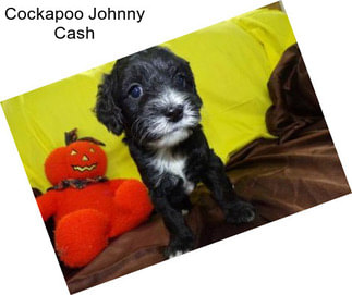 Cockapoo Johnny Cash