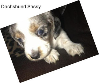 Dachshund Sassy