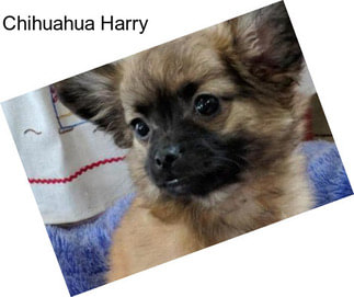 Chihuahua Harry