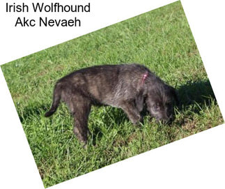 Irish Wolfhound Akc Nevaeh