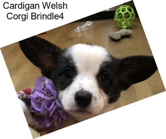 Cardigan Welsh Corgi Brindle4