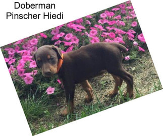 Doberman Pinscher Hiedi