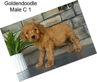 Goldendoodle Male C 1
