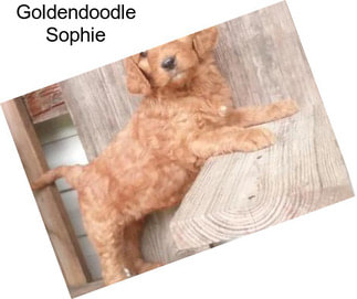 Goldendoodle Sophie