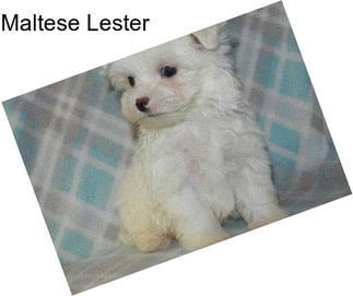 Maltese Lester