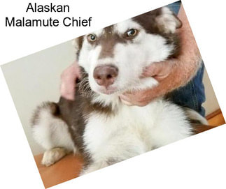 Alaskan Malamute Chief