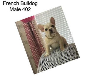 French Bulldog Male 402
