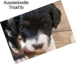 Aussiedoodle Trickf1b