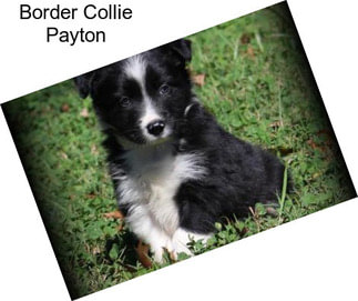 Border Collie Payton