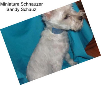 Miniature Schnauzer Sandy Schauz