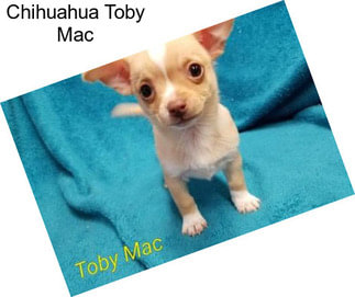 Chihuahua Toby Mac
