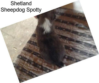 Shetland Sheepdog Spotty