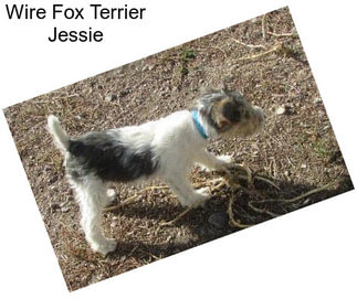 Wire Fox Terrier Jessie