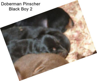 Doberman Pinscher Black Boy 2