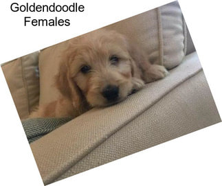 Goldendoodle Females