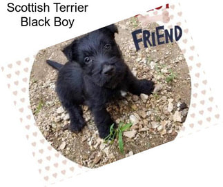 Scottish Terrier Black Boy