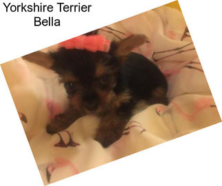 Yorkshire Terrier Bella