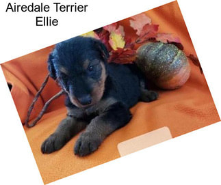Airedale Terrier Ellie