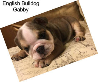 English Bulldog Gabby