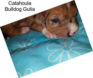 Catahoula Bulldog Gulia