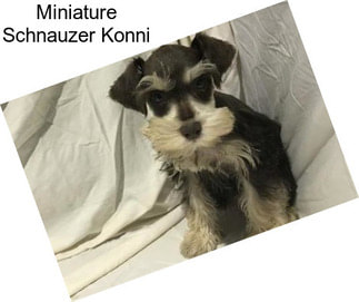 Miniature Schnauzer Konni