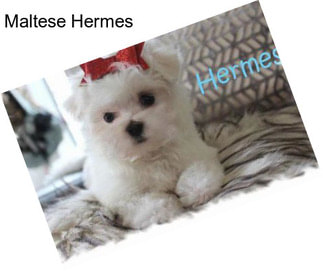 Maltese Hermes