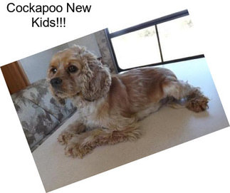 Cockapoo New Kids!!!