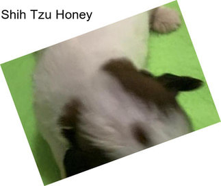 Shih Tzu Honey