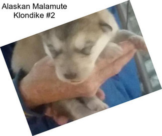 Alaskan Malamute Klondike #2