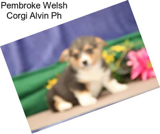 Pembroke Welsh Corgi Alvin Ph