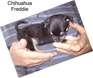 Chihuahua Freddie