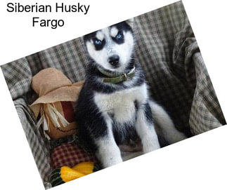 Siberian Husky Fargo