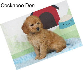 Cockapoo Don