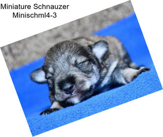 Miniature Schnauzer Minischml4-3