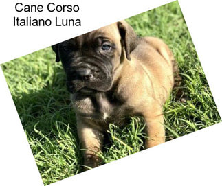 Cane Corso Italiano Luna