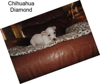 Chihuahua Diamond