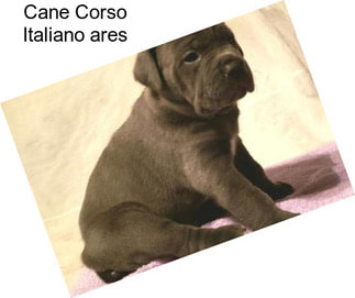 Cane Corso Italiano \