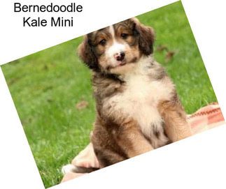 Bernedoodle Kale Mini