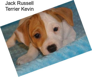 Jack Russell Terrier Kevin