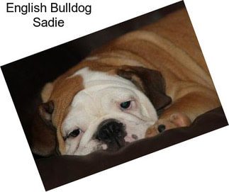 English Bulldog Sadie