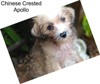 Chinese Crested Apollo