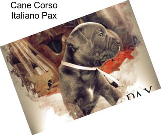 Cane Corso Italiano Pax