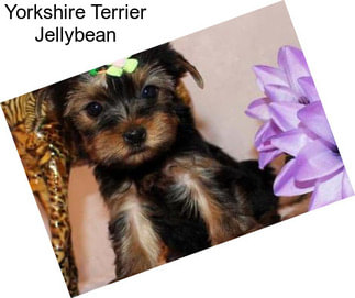 Yorkshire Terrier Jellybean