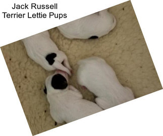 Jack Russell Terrier Lettie Pups